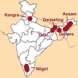 Darjeeling : Hochland-Tees,Anbaugebiete 400-2500 m, auf den Vorbergen